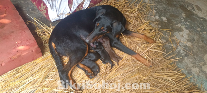 Doberman Puppy looking for new home